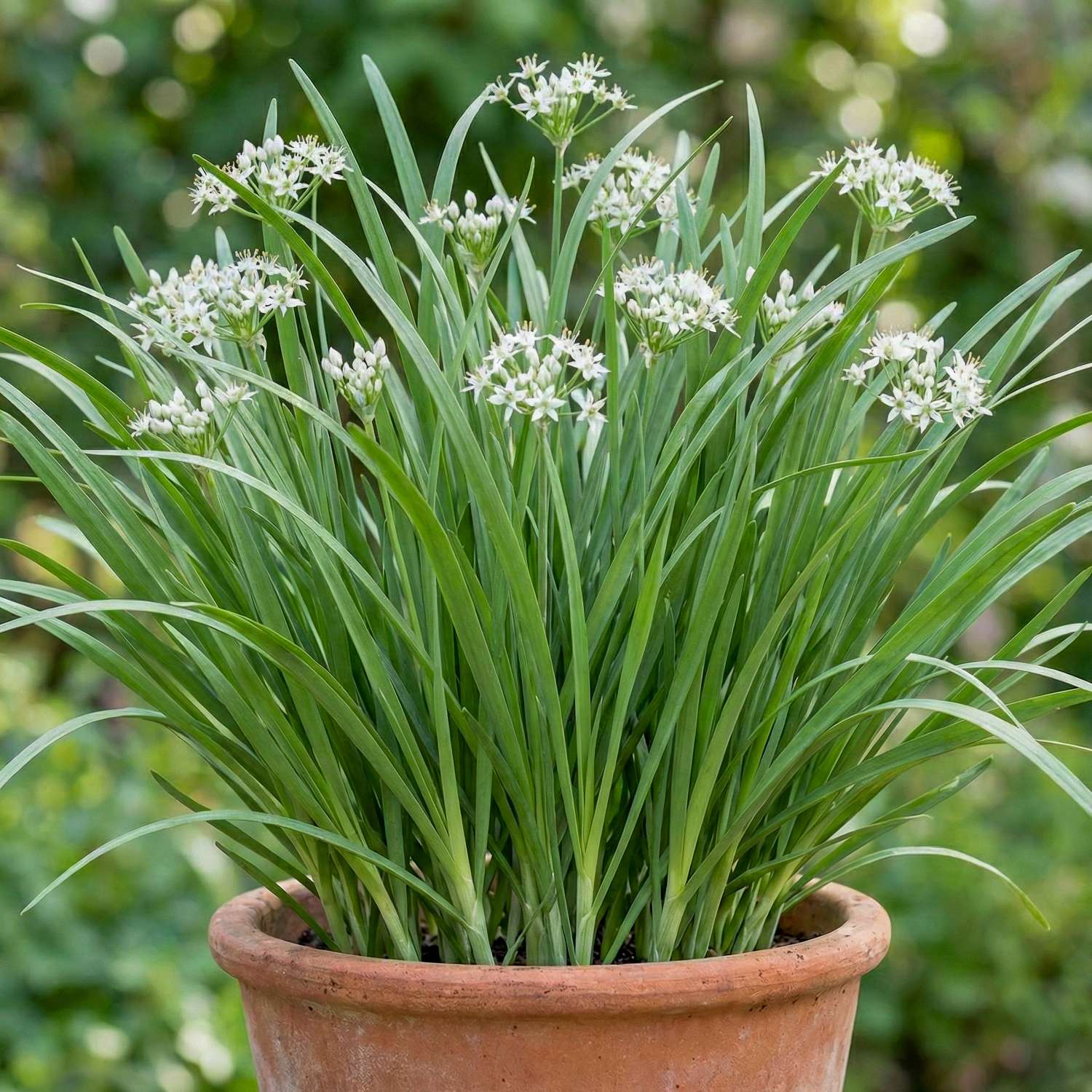 Ciboulette chinoise (graines BIO)